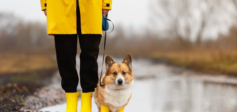 cute corgi dog in yellow beret and rubber boots walks among puddles on autumn roads on a leash with the owner